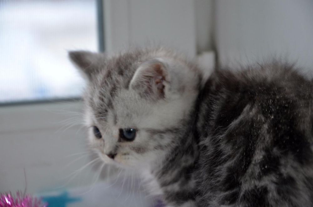 Продам шотландских котят.