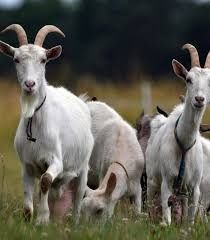 Vand caprite salbatice