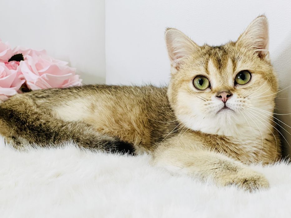 Девочка  золотая шиншилла