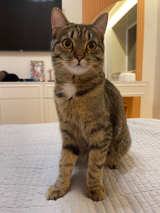 Потерялась кошка Мия