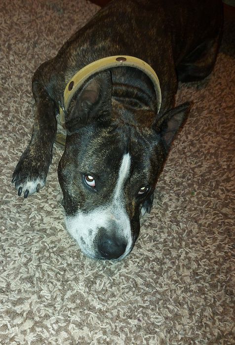 Вязка Стаффордширский терьер