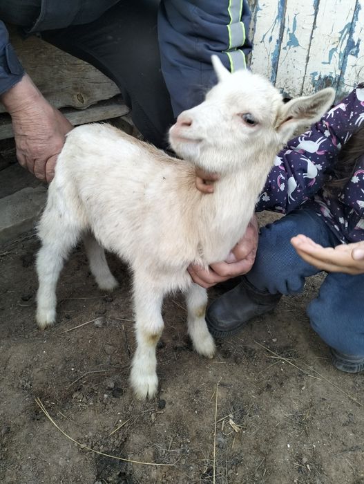 Козлики молочных коз