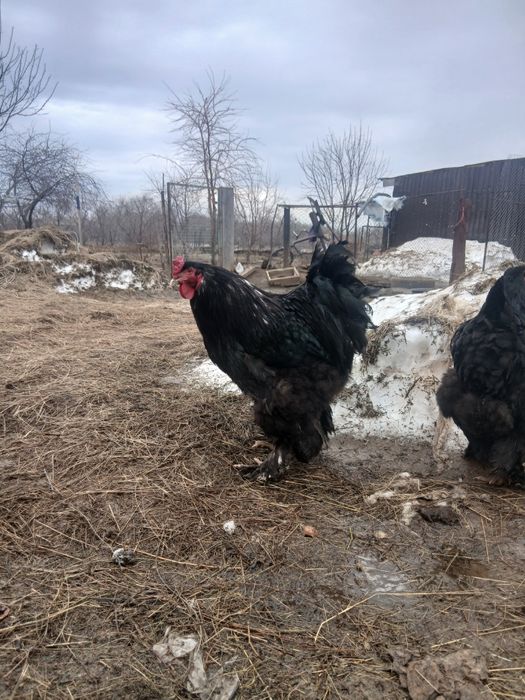 Петух чёрного брама