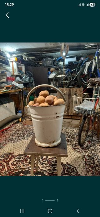 Продам дачный Картофель