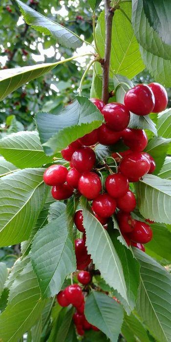 Tund pomi, viță de vie, plantez pomi, stropesc după tundere.