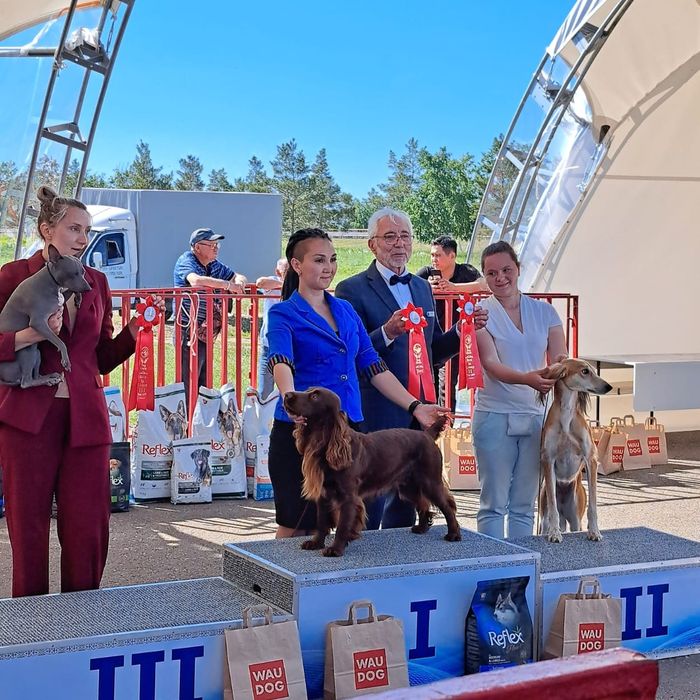 Русский охотничий спаниель для вязок