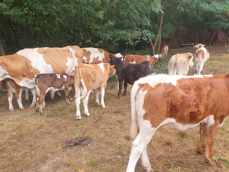 Vind vaci,viței, taurii