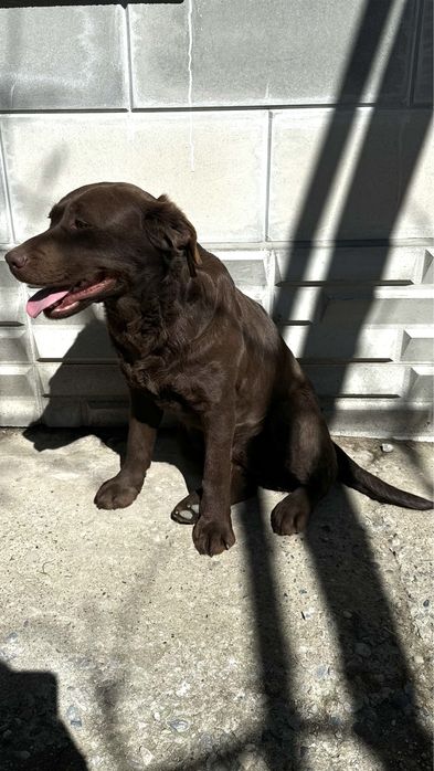 Собака лабрадор в хорошие руки