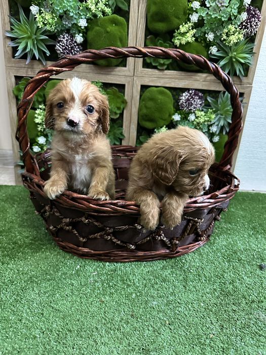 Кавапуу-Той Пудел