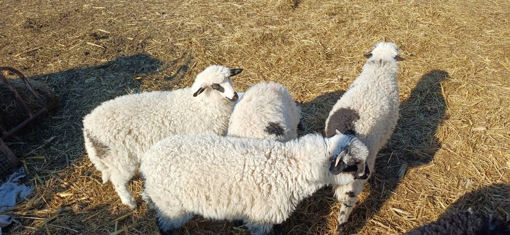 Miel , miei pentru paste