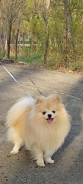 Померанский шпиц 1 год продается