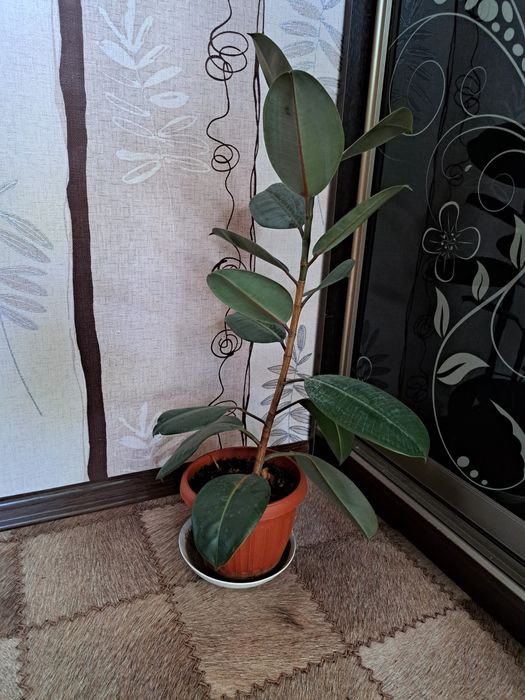Фикусы большелистные