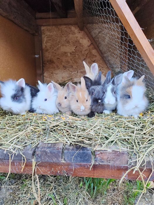 Iepurași cap de leu