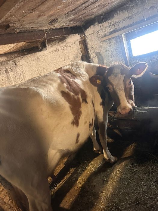 Продам коров !!!