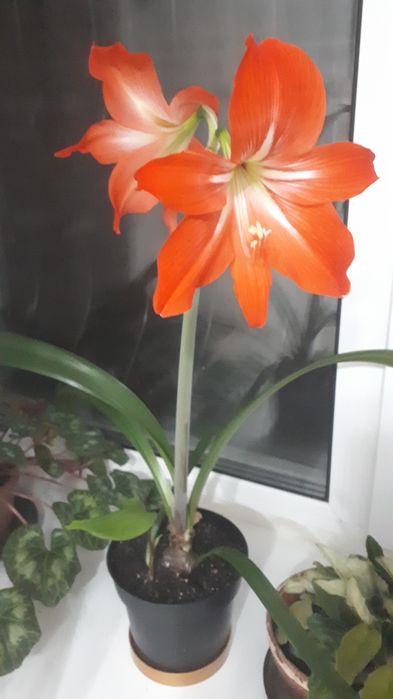 Цветы комнатные в Заречном