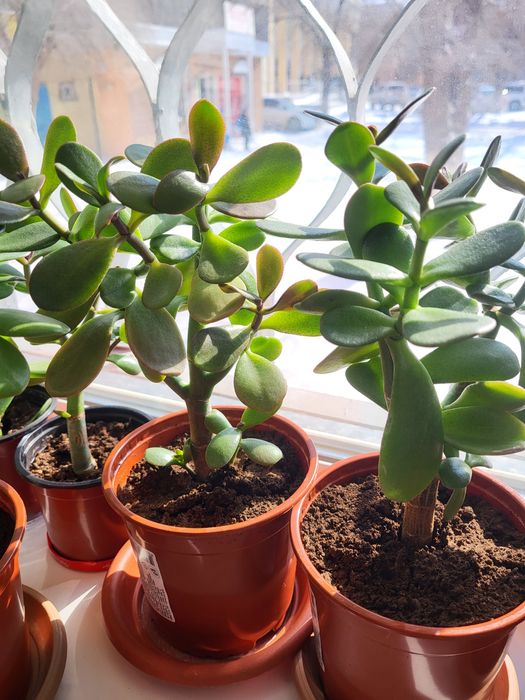 Комнатные цветы живые