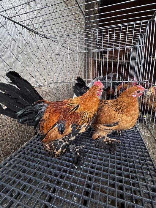 Pasari rasa pitica mii de flori