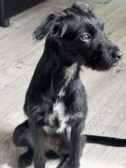 Собачка ищет дом