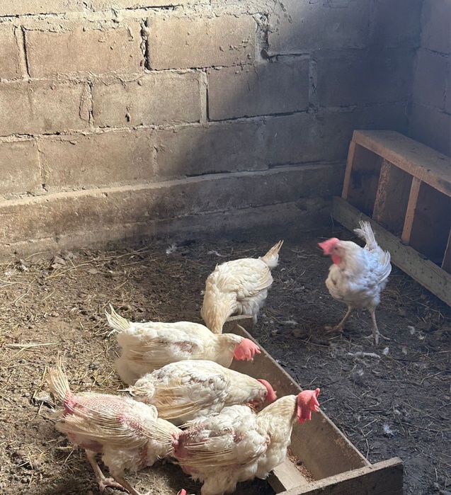 продам куриц несушек