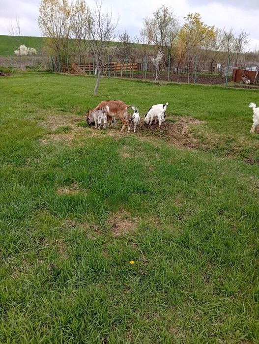 Vând căpriță,prima fătare