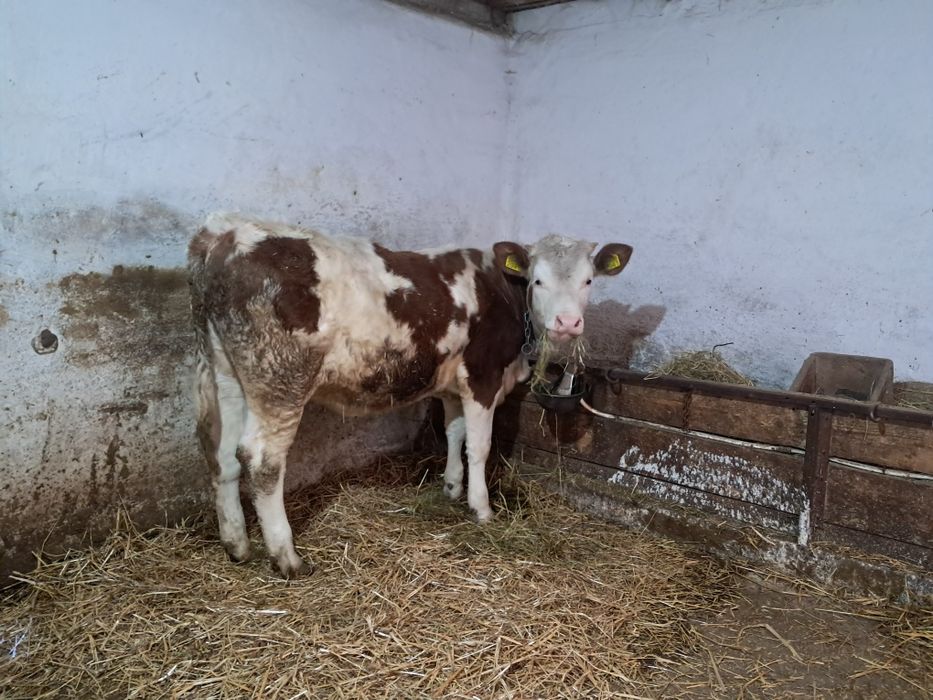 Vițea si juninca de vanzare