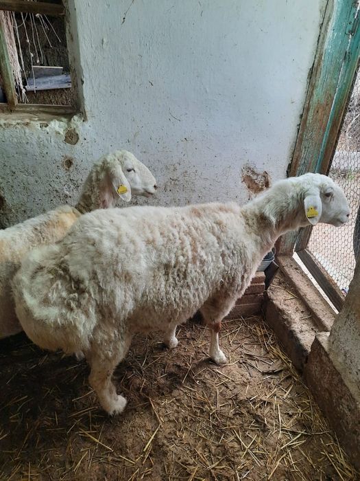 Қой саулықтар семіз