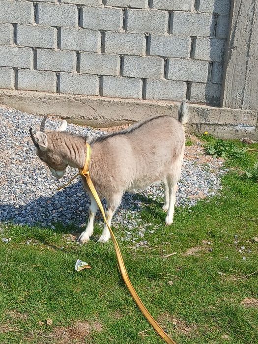 Альпийская коза  здоровая  годовалаяая  апетит хороший мамасы  давала