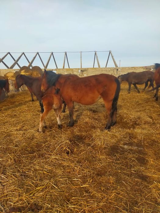 Құлынды биелер сатылады