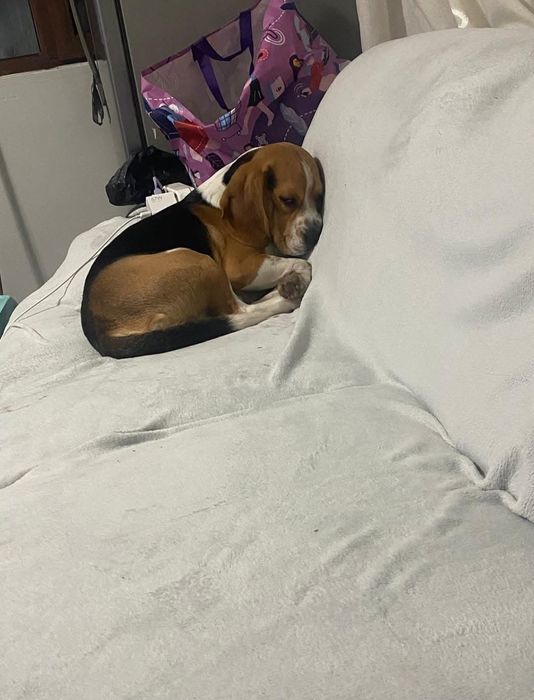 OFERTĂ! Beagle, fetita, la un pret modest.