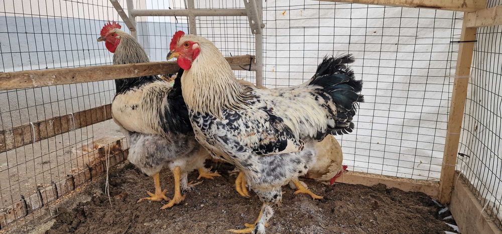 Хўроз (xo‘roz, петух) сотилади