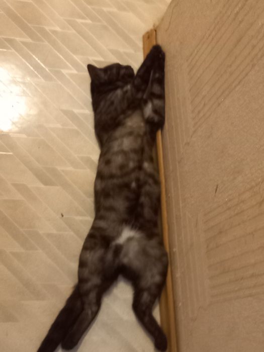 Отдам кошку бесплатно