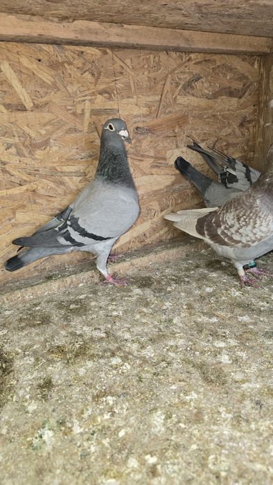 Vând porumbei voiajori