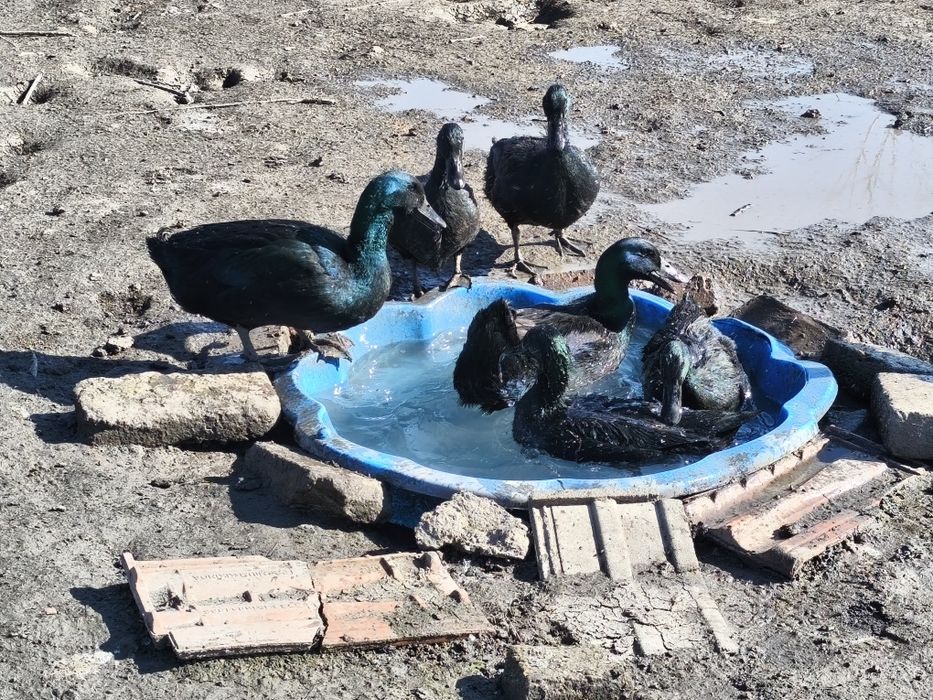 Ouă incubat Rațe Cayuga