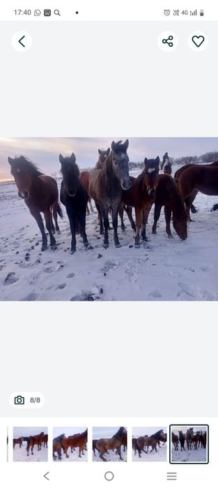 Продам лошади согым.