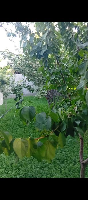 Turar joy honadon sotiladi