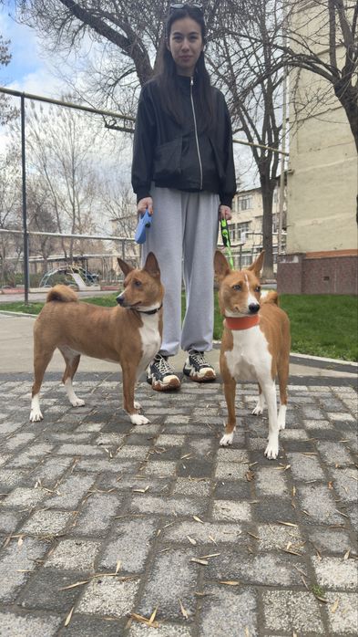 Профессиональный выгул, передержка и ветеринар на дом в Ташкенте