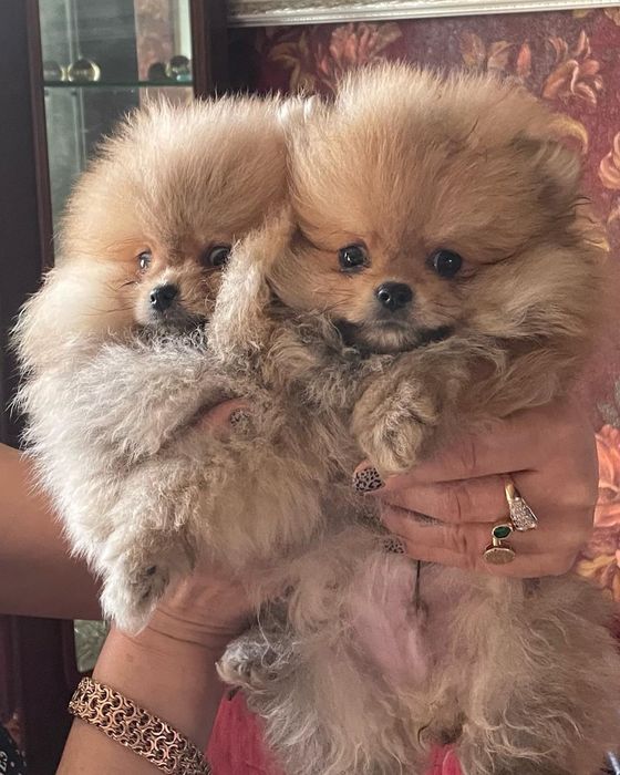 Шикарные детки шпица