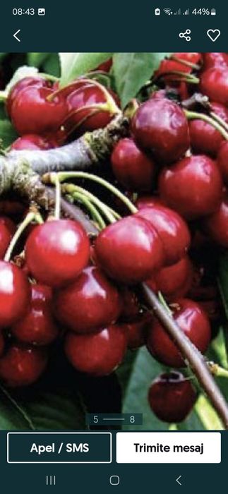 Toaletare pomii arbusti vita de vie  si stropirea acestora