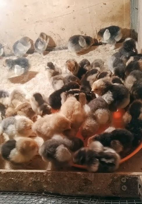 Brama Tuxm jojalari bor