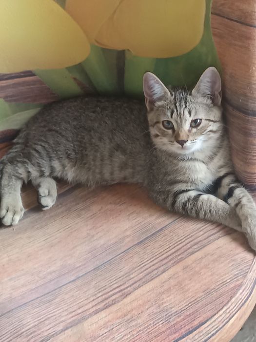 Отдам очень хорошие ручки котят