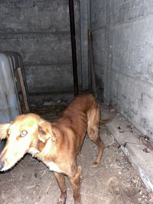 Тазы сатылады Арлан