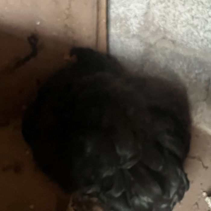 Тауықтар (Куры) сатылады