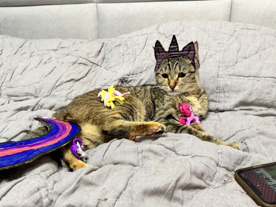 Кошка домашняя в добрые