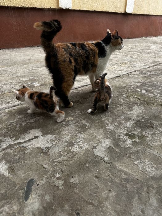 Котята Отдам за даром 1 месяц