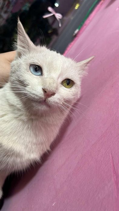 разноглазой кошка
