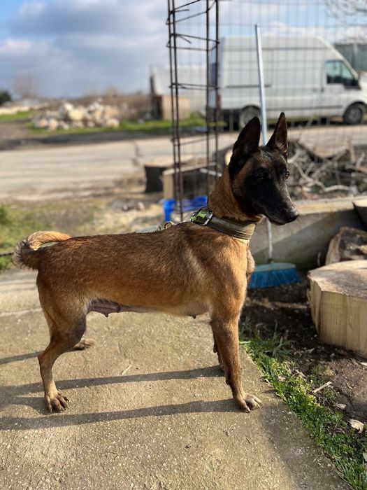 белгийска овчарка малиноа