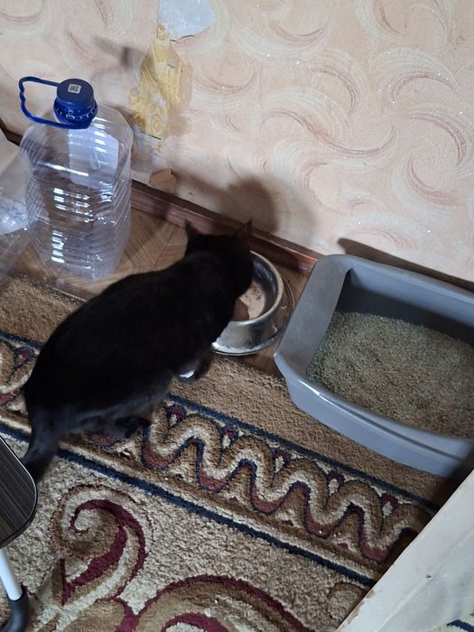 Mushuk beriladi hadyaga qop qora panterra. Chet elga ketyapman .