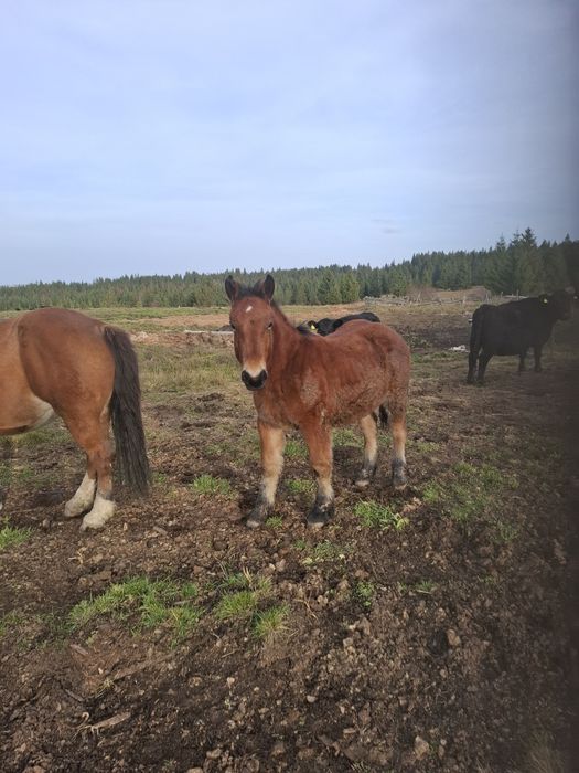 Vind minz din parinti foarte buni