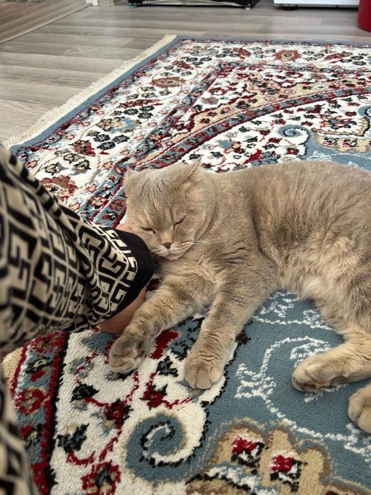 Кошка Шотландская вислоухая