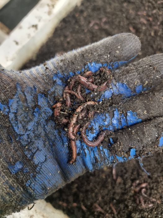 Червь Дендробене